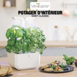 Potager d'intérieur...